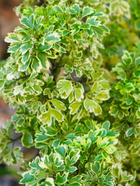 Light And Dark Green Ming Aralia Plants