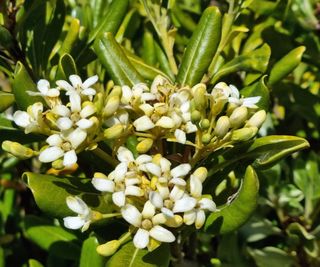 Pittosporum in bloom with white flowers