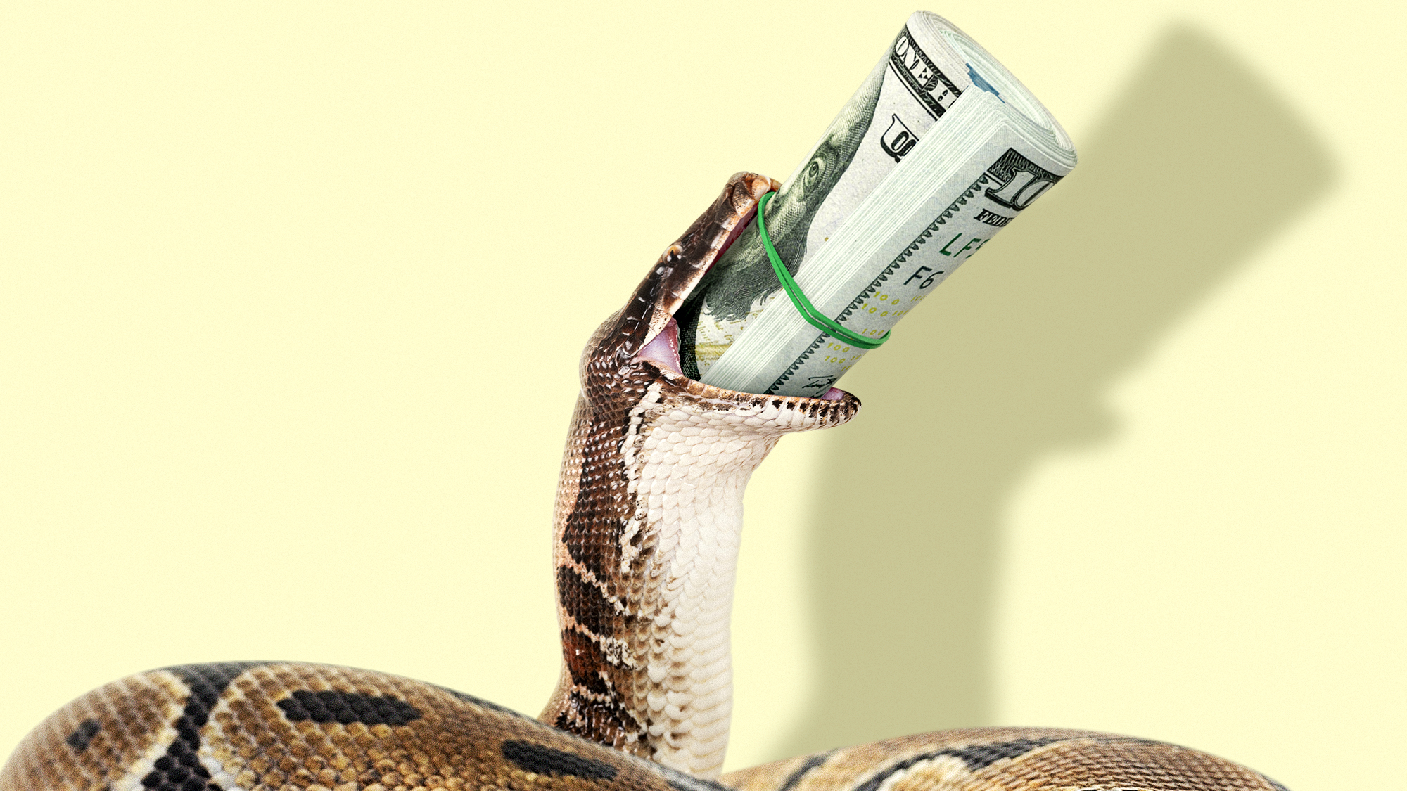Illustration of a python swallowing a roll of dollar bills