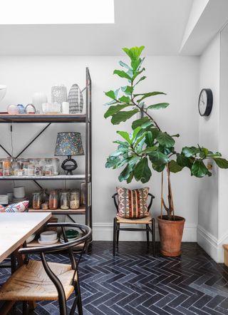 fiddle leaf fig in the corner of a white dining room