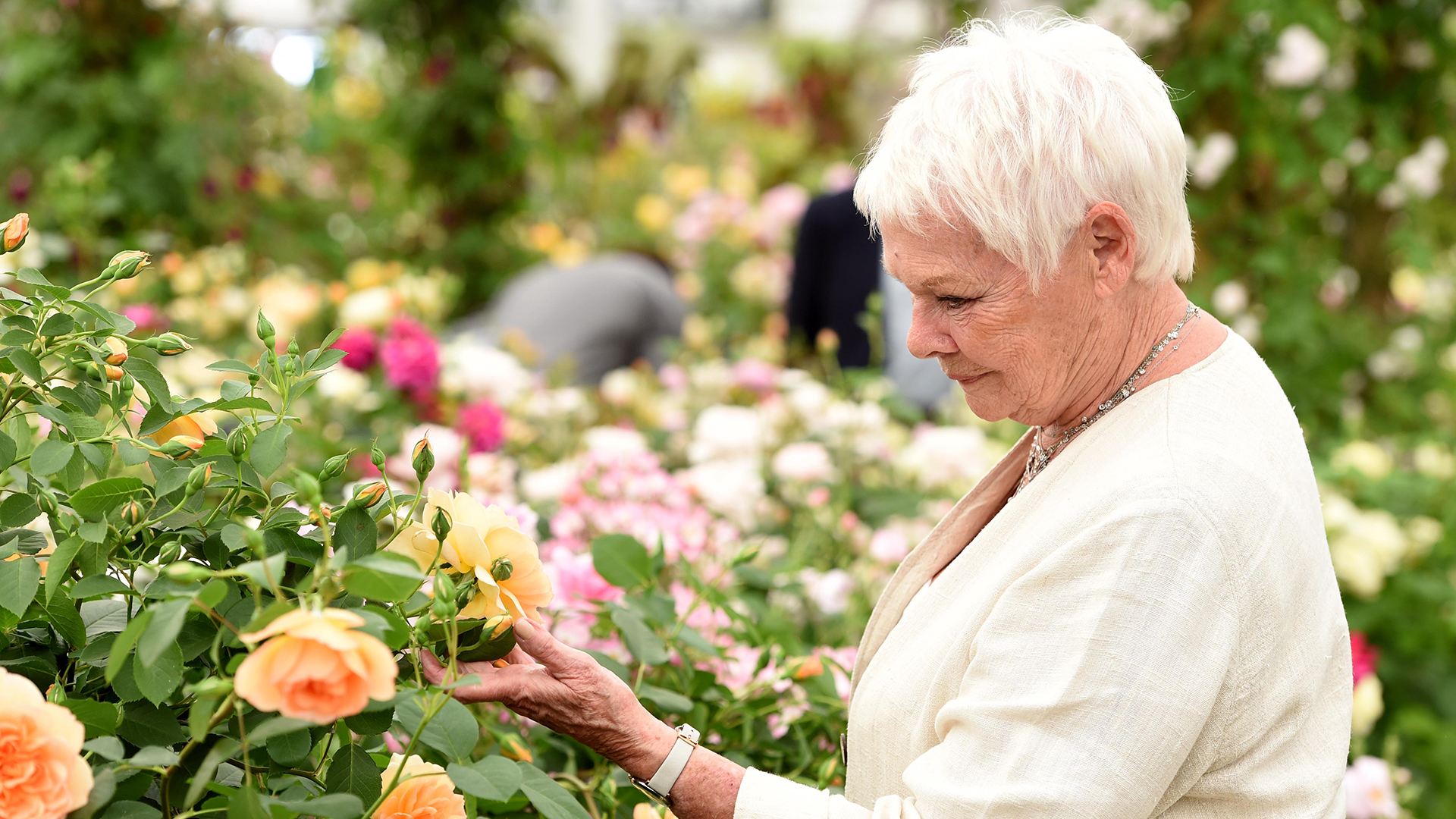 Judi Dench in a white jacket stood admiring roses