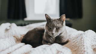 A Russian blue cat curled up on a white blanket