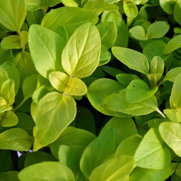 Oregano, Golden, 2 Live Plants in 3.5" Pots, Aromatic!