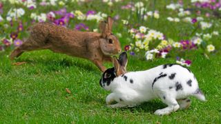 Two rabbits running