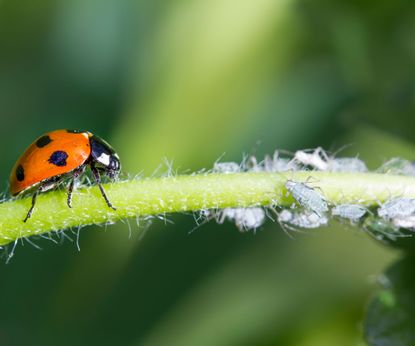 8 pests that can destroy plants and how to eradicate them