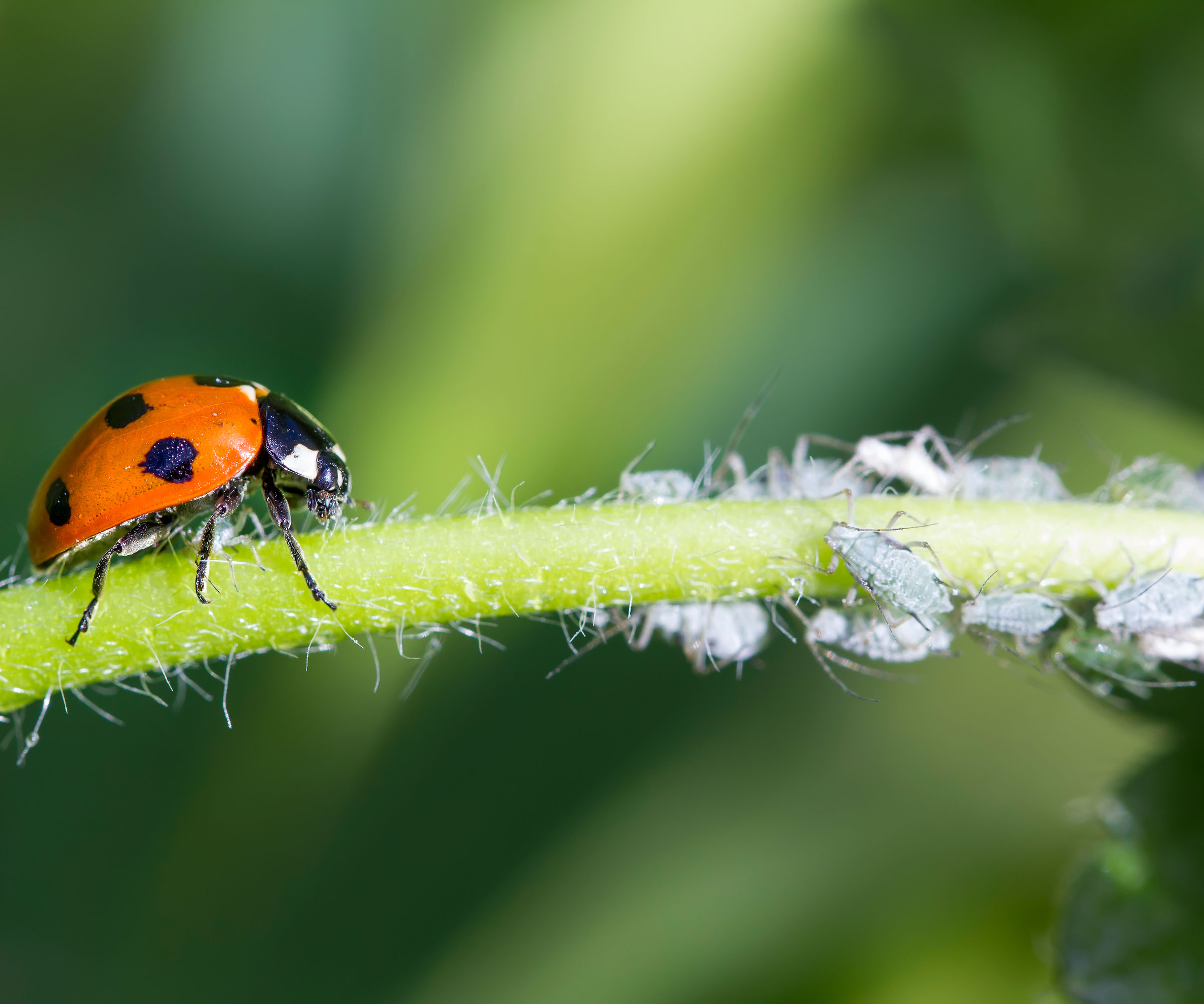 ladybird eating aphids on plant