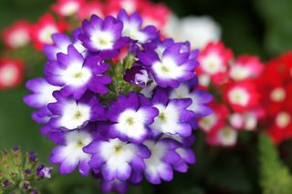 Purple and red Verbena-Culivars flowers