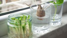 Growing green onions scallions from scraps by propagating in water in a jar on a window sill, basil rooting in water and avocado growing from seed