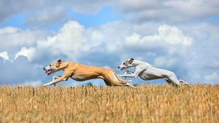 2 whippets running in cornfield