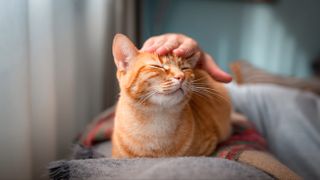 Hand petting ginger cat on couch