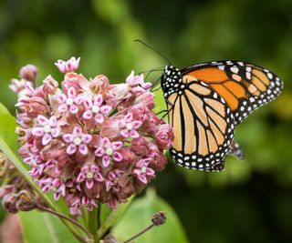 monarch butterfly on milkweed flower head