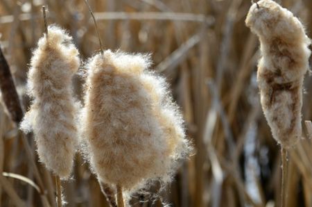 Three Cattail Seed Heads