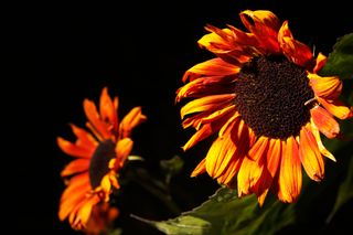 helianthus 'Ruby Sunset' sunflower