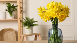 Daffodils in a clear blue glass vase