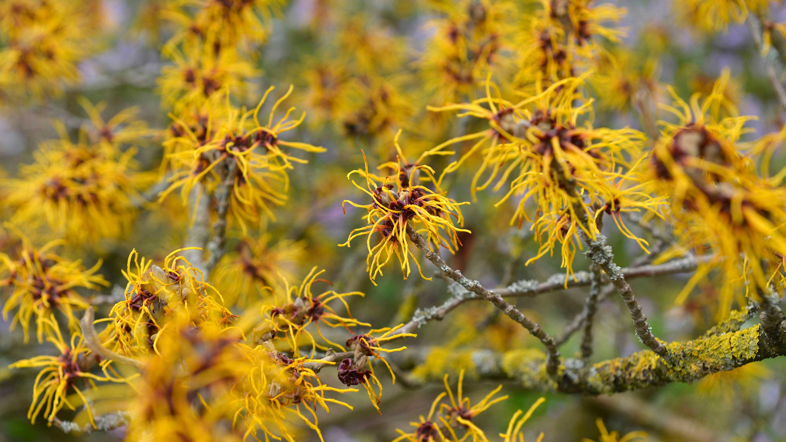 Witch Hazel