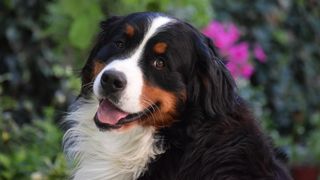 Bernese Mountain dog outside