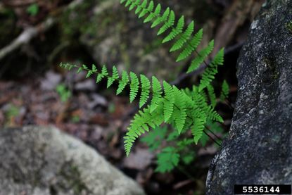 Green Bladder Fern Plant