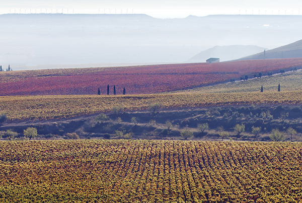 Palacios-Remondos-La-Montesa-vineyard-in-Rioja-Oriental.-Credit-Alcaro-Palacios.jpg