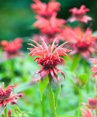 A cluster of red bee balm flowers in a field with green grass