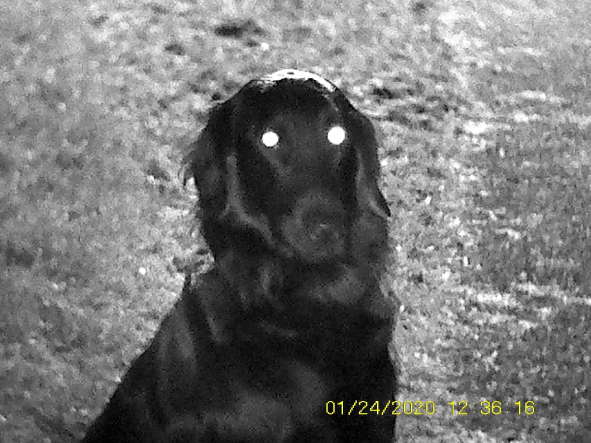 Sample images from the Rexing B1 Basic taken at night