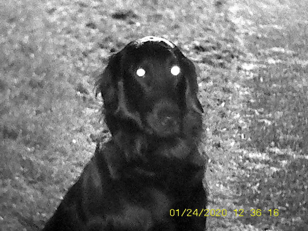 Sample images from the Rexing B1 Basic taken at night