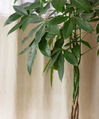 Close-up of indoor potted money tree with green leaves and braided trunk. It has multiple twisted together trunks and the leaves appear in five-leaf star-shaped formations