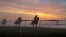 Racehorses on the gallop at sunrise