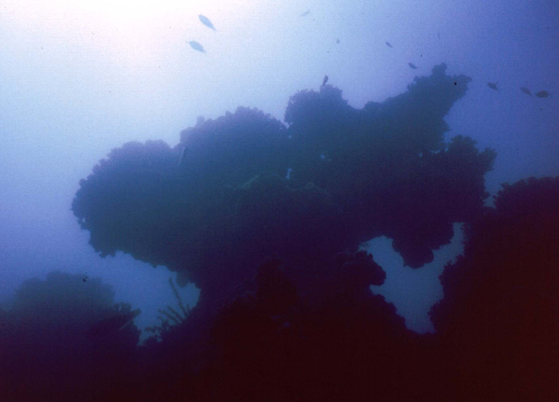 Chapeiroes, coral formations found only in Brazil.