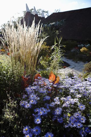 Mixed border including feather reed grass (Calamagrostis x acutiflora) 'Karl Foerster', canna foliage (Canna) and michaelmas daisies (Aster) with view of Oast house, Great Dixter, East Sussex, UK