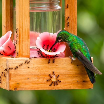 hummingbird feeder