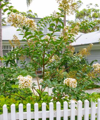 crepe myrtle and white picket fence
