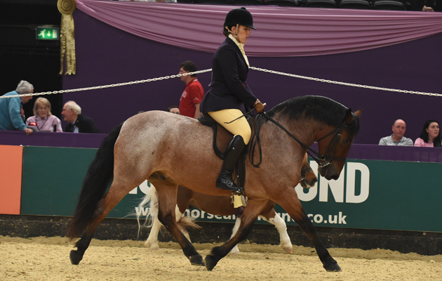 HARVEYS-MAGIC-MOMENT_HOYSPN15_52553.jpg