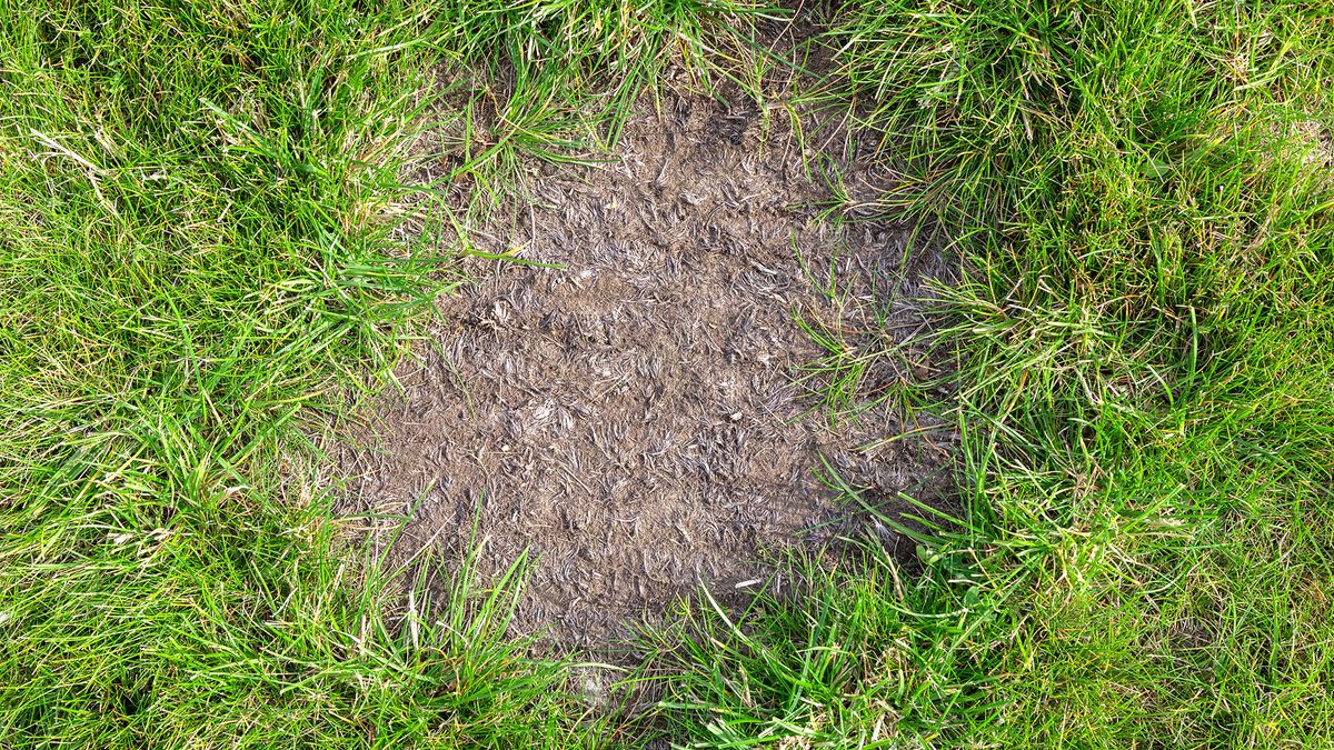 Bare patch in lawn