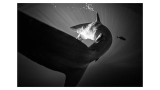 Photograph of a shark in the waters off Socorro Island, Mexico, by photographer and adventurer David duChemin