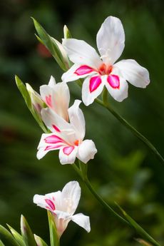 Delicate red throated white flowers of the dwarf Gladiolus nanus 'Prins Claus'