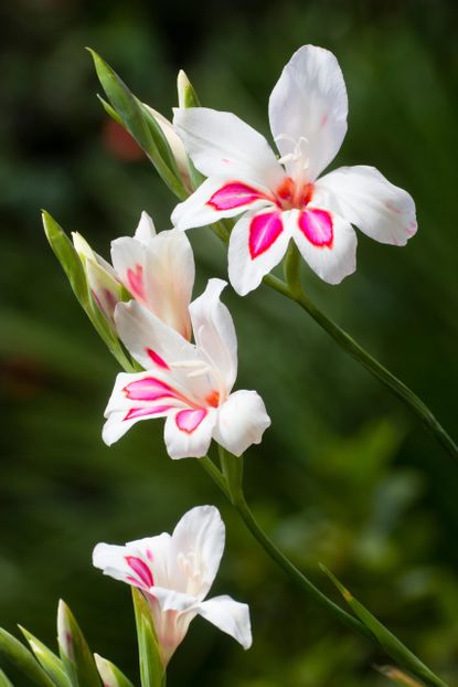 Delicate red throated white flowers of the dwarf Gladiolus nanus 'Prins Claus'