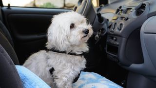 Havanese dog travelling in a car