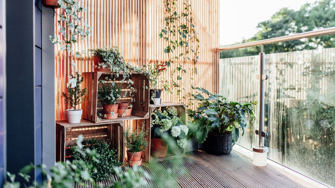 A collection of potted houseplants on an open air balcony