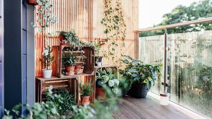 A collection of potted houseplants on an open air balcony