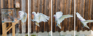 Timelapse image of cockatoo flying with toolset in beak.
