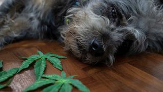 A grey dog lying next to marijuana leaves