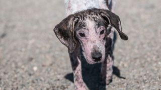 A puppy with hair loss over their face
