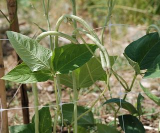 Yardlong beans climbing a trellis in the sun