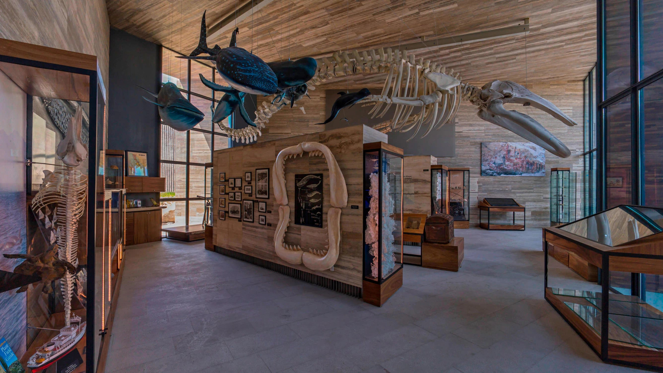 A whale skeleton hangs from the ceiling at the Gabinete del Barco museum at Solaz Los Cabos