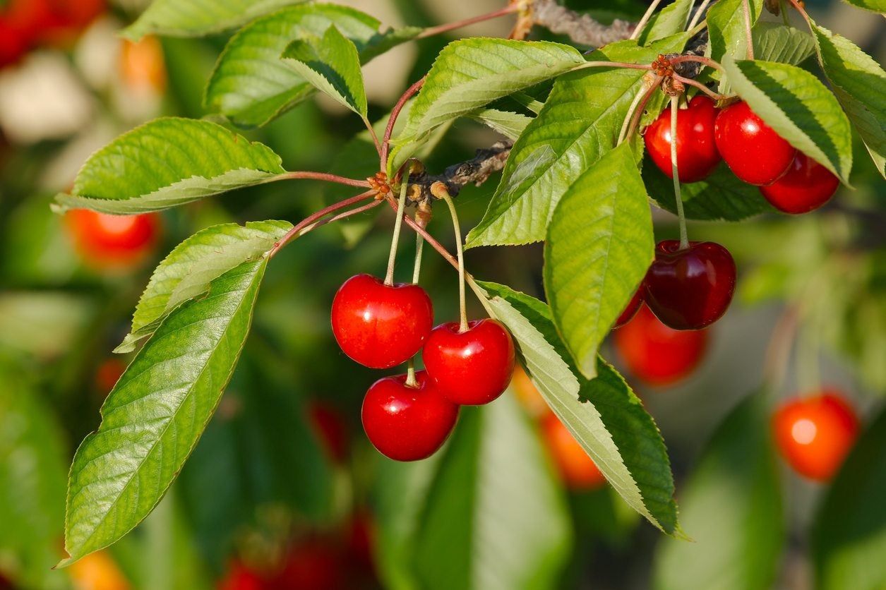 zone 7 fruit tree