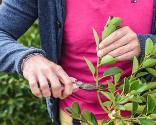 taking cuttings from Japanese Spindle (Euonymus japonicus)