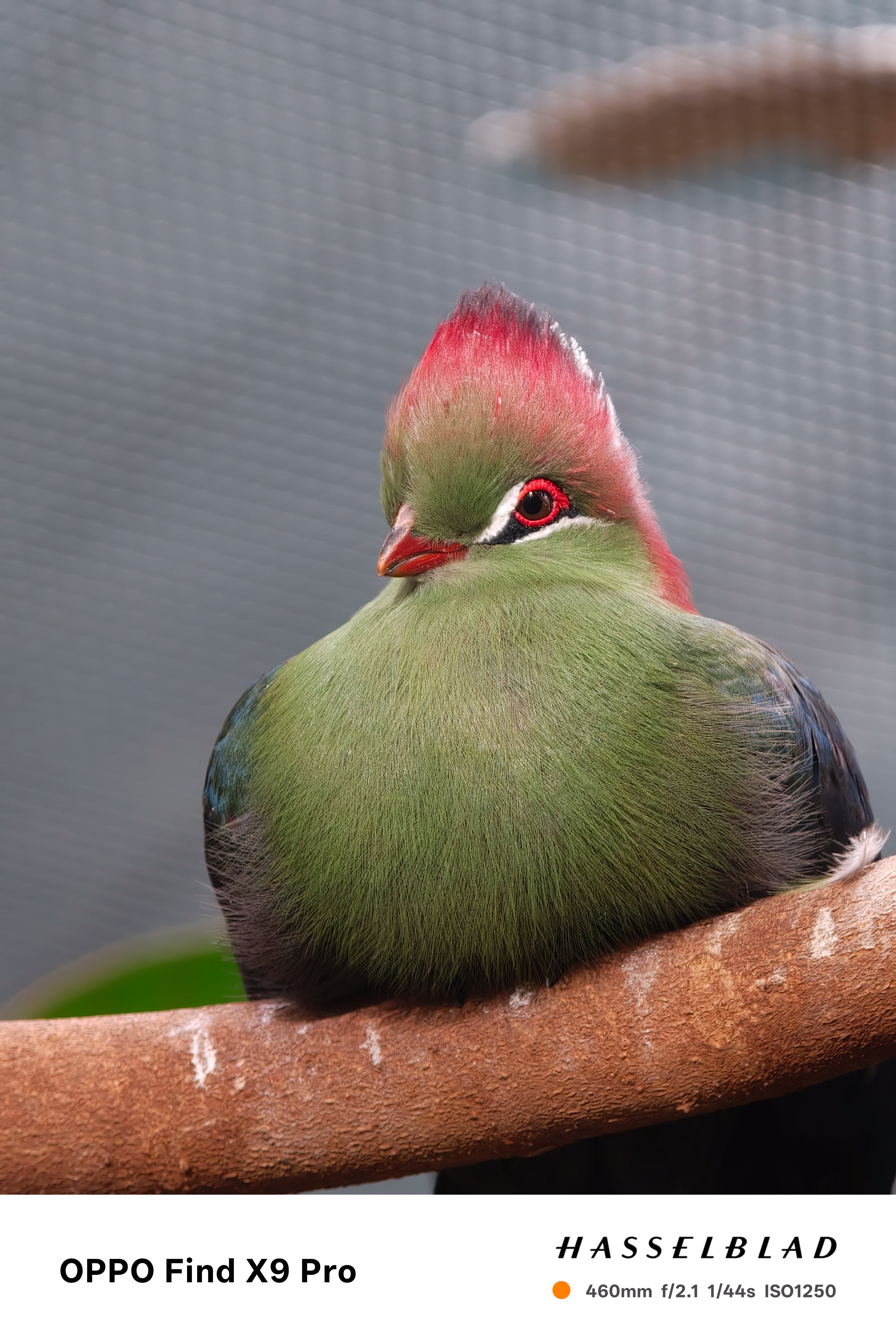 Close up of a bird taken on an Oppo Find X9 Pro