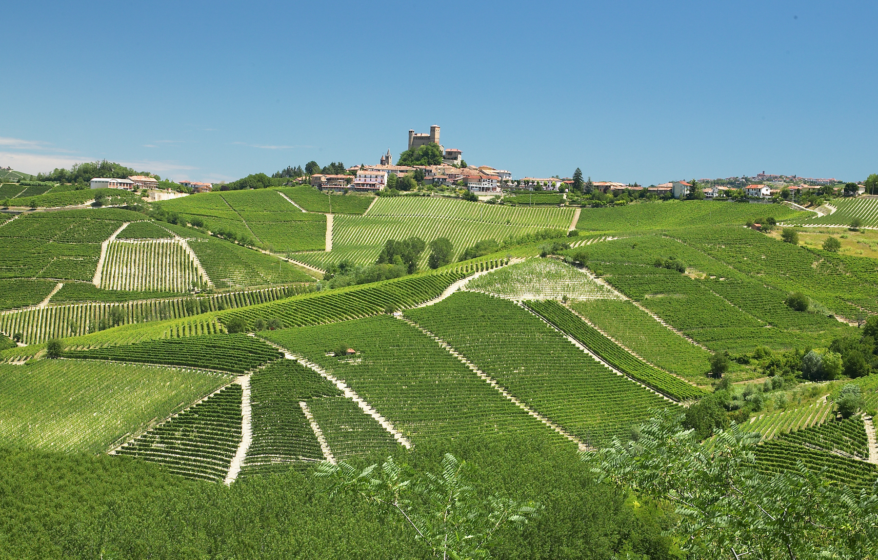 Vigna-Rionda-vineyards.jpg