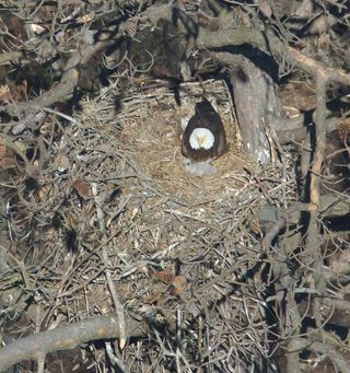 eagle chicks, conservation