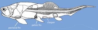 The skeleton of placoderm Coccosteus, showing the bony claspers situated well behind the pelvic fins.
